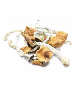 B+ Dried-Mushroom (1)
