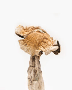 Buy Amazonian Magic Mushroom oklahoma