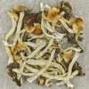 Ahhh the B+ magic mushroom, a best seller at The Magic Mushroom Shop and a big favorite among mycologists, beginners and first time trippers. Lets take a closer look at this popular cubensis strain, known for it’s richness and solid performance. The B+ magic mushroom is a Psilocybe cubensis, a species of psychedelic mushroom. It’s main active elements are psilocybin and psilocin. The p. cubensis species is the most known psilocybin mushroom. Their status is established because p. cubensis are widely distributed and very easy to cultivate.