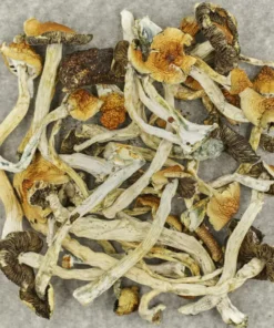 Ahhh the B+ magic mushroom, a best seller at The Magic Mushroom Shop and a big favorite among mycologists, beginners and first time trippers. Lets take a closer look at this popular cubensis strain, known for it’s richness and solid performance. The B+ magic mushroom is a Psilocybe cubensis, a species of psychedelic mushroom. It’s main active elements are psilocybin and psilocin. The p. cubensis species is the most known psilocybin mushroom. Their status is established because p. cubensis are widely distributed and very easy to cultivate.