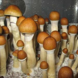 Psilocybin Cubensis