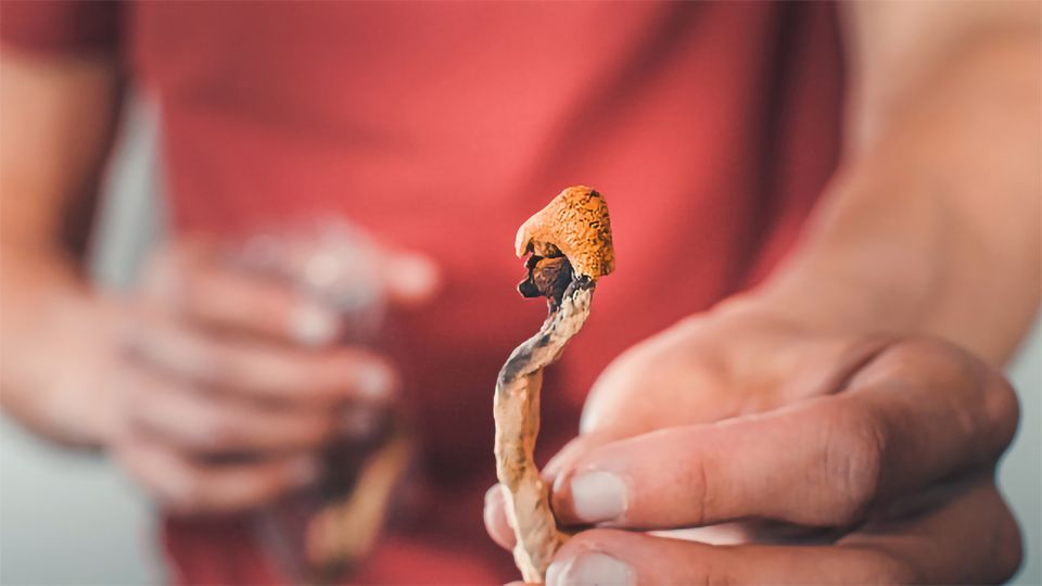 buy magic mushroom online