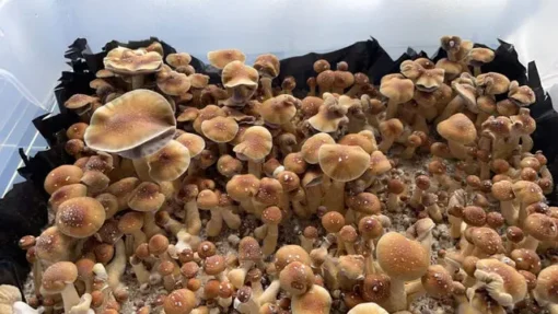 buy Z-Strain mushroom online in Oklahoma