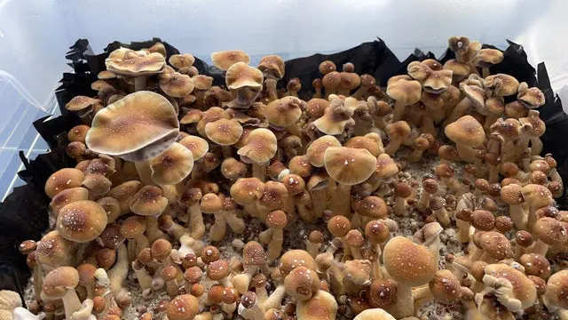 buy Z-Strain mushroom online in Oklahoma